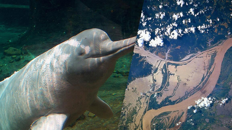 Alimlər 2023-cü ildə Amazonda delfinlərin kütləvi ölümünün səbəbini tapdı