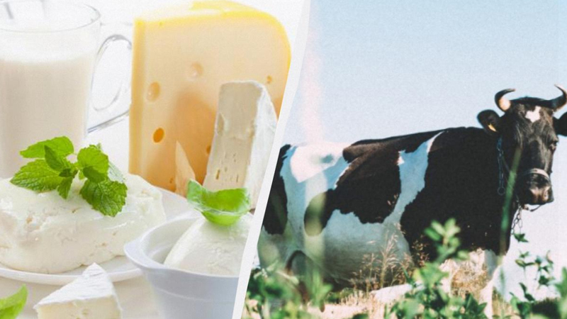 İnəklər stress keçirir: İqlim dəyişikliyi məşhur pendir növlərinə təhlükə yaradır