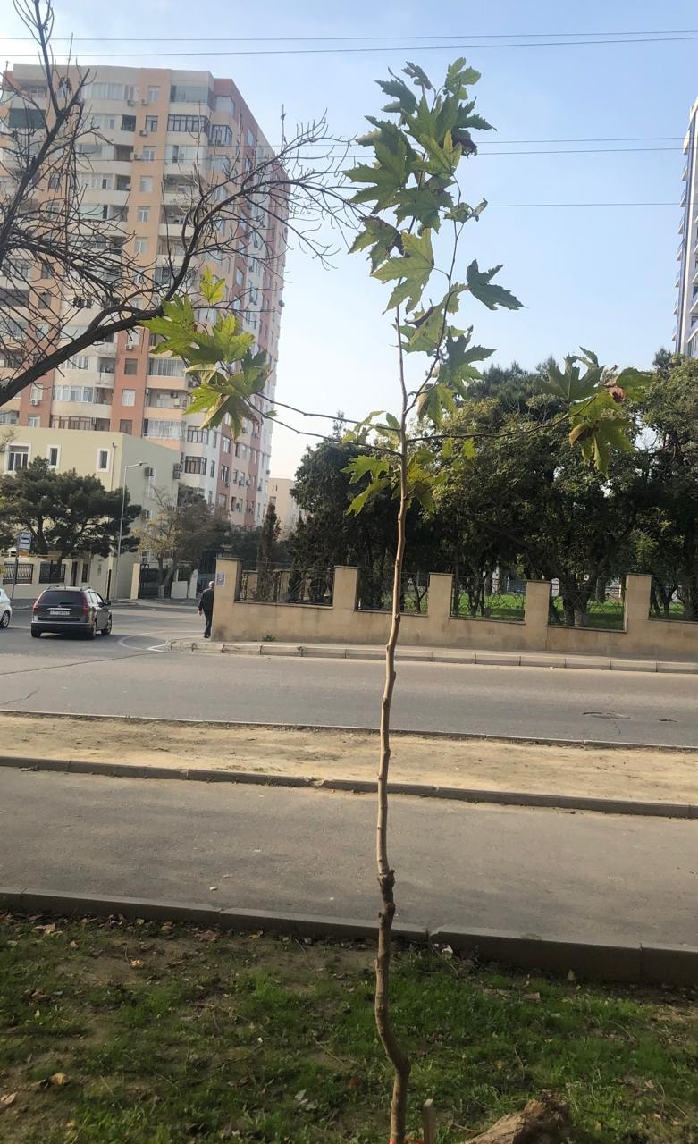 Baş redaktor çinar və şam ağaclarından ibarət olmaqla 30 ağac əkib