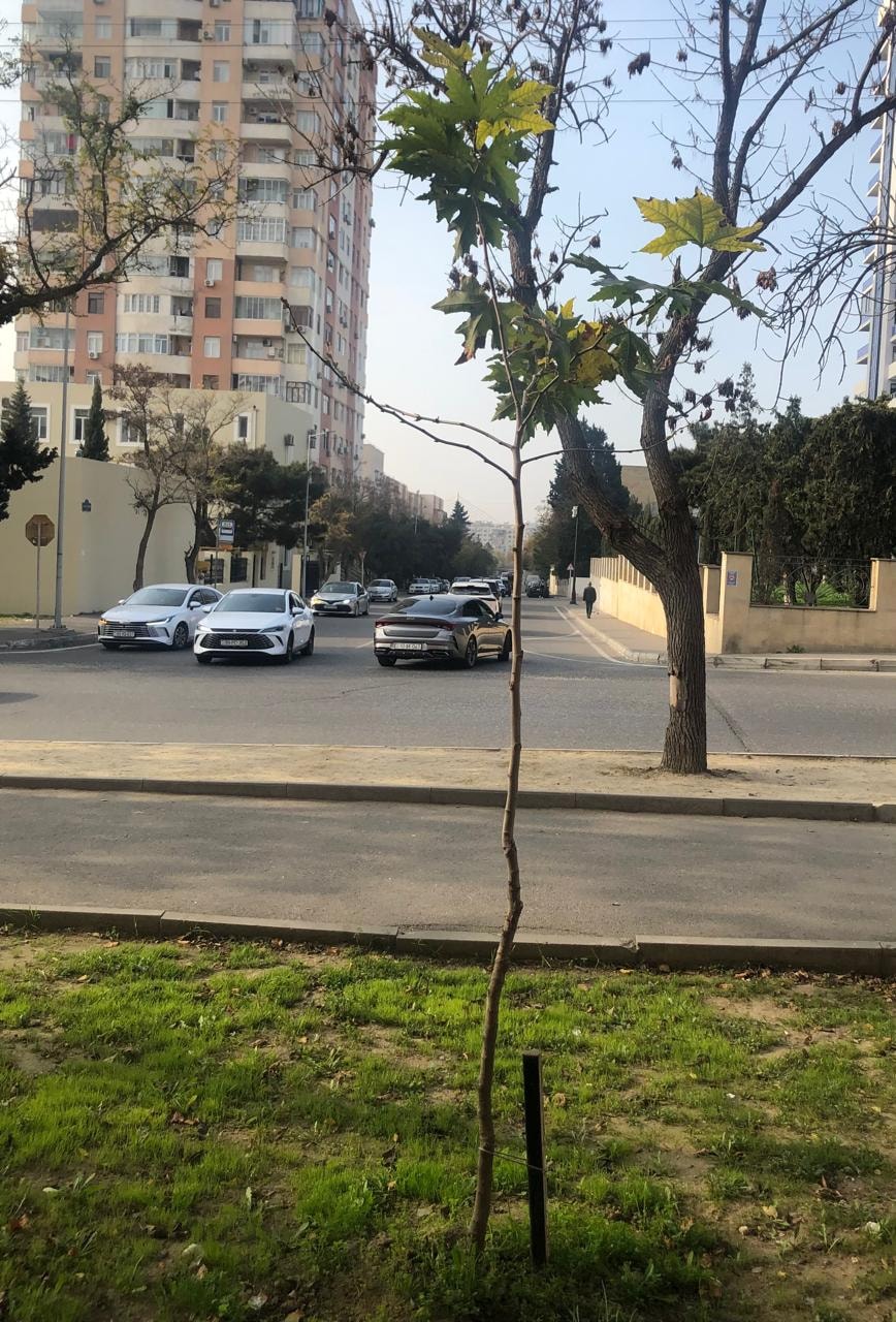 Baş redaktor çinar və şam ağaclarından ibarət olmaqla 30 ağac əkib