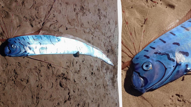 Tasmaniya sahilinə nəhəng bədbəxtlik xəbərçisi çıxdı: Bu canlı nədir?