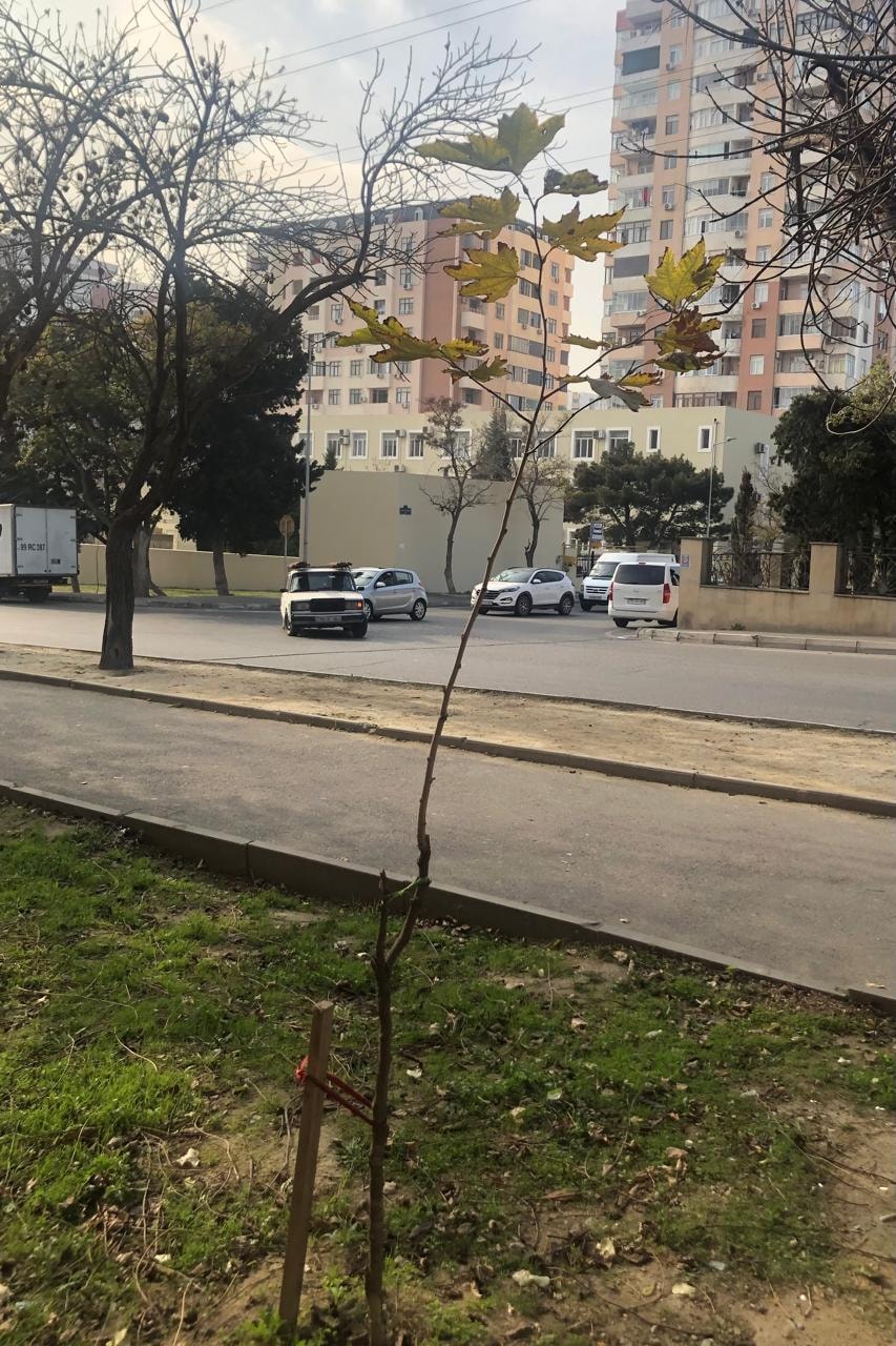 Baş redaktor çinar və şam ağaclarından ibarət olmaqla 30 ağac əkib