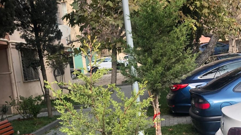 Baş redaktor çinar və şam ağaclarından ibarət olmaqla 30 ağac əkib