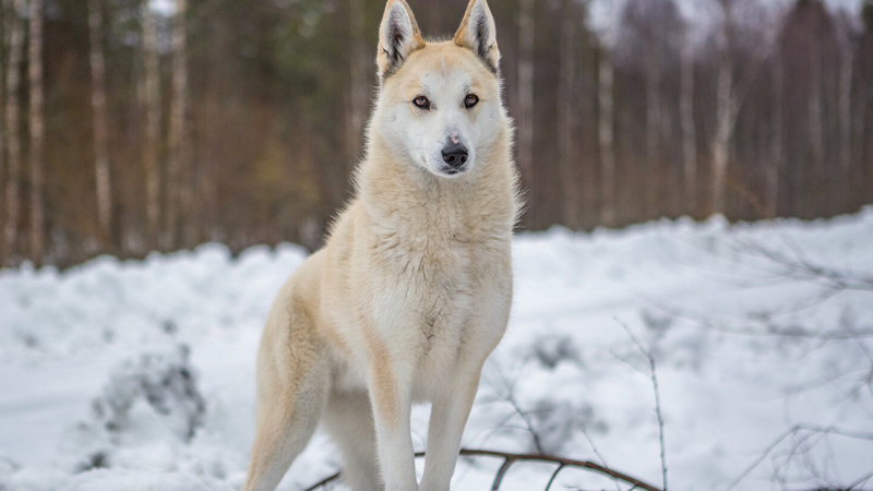 Alimlər müasir itlərin əksəriyyətində canavar DNT-si aşkar etdi