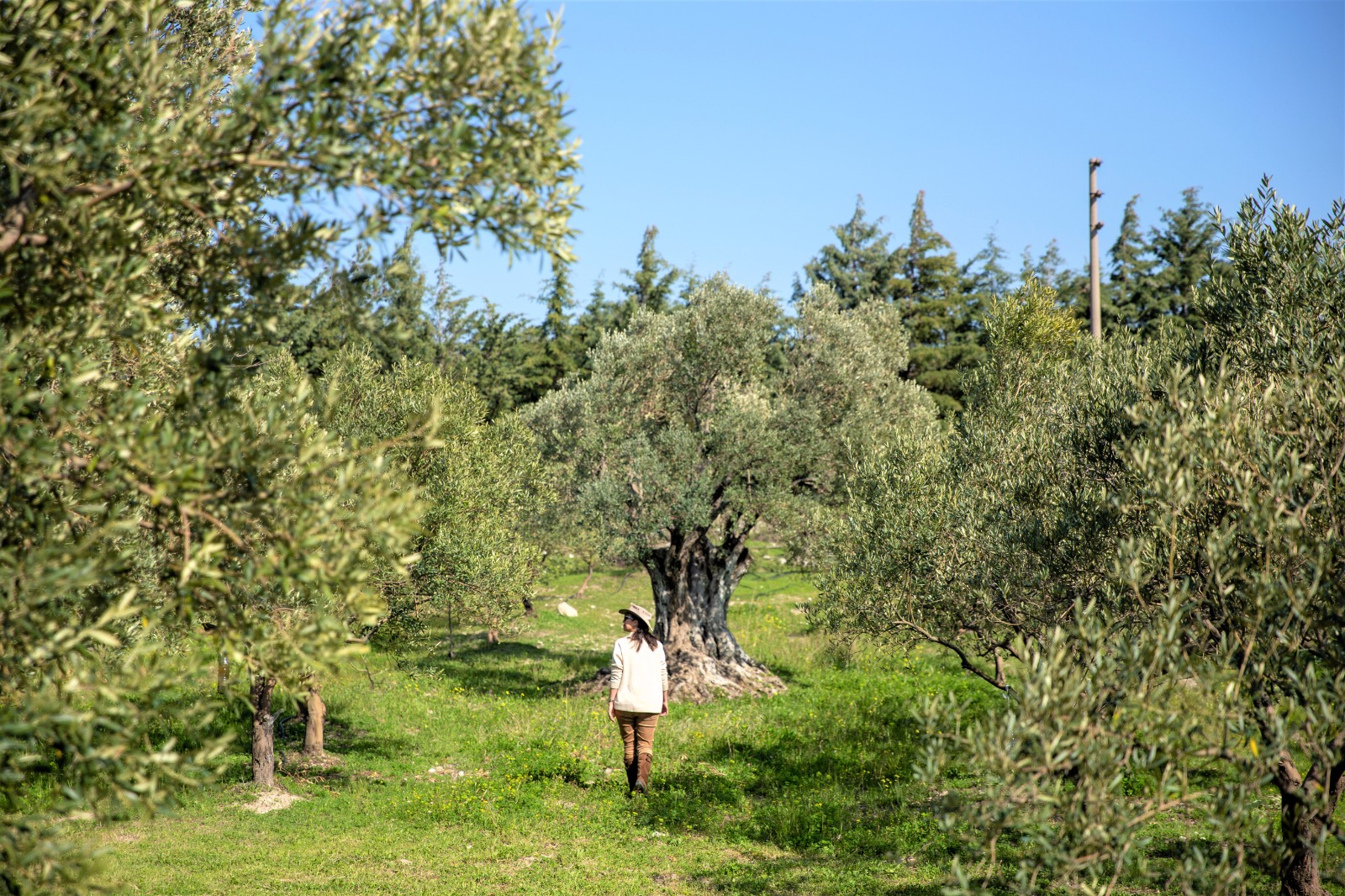 Türkiyənin məşhur zeytun yığımına qoşulun - bu mövsümi təcrübəni qaçırmayın!