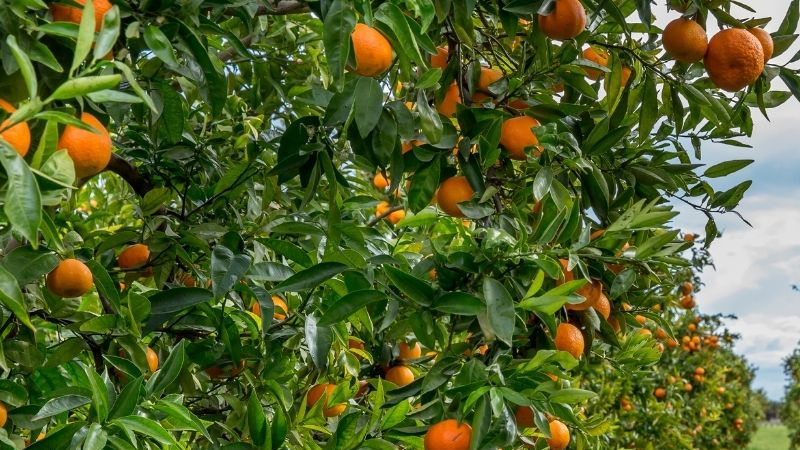 Astarada naringi ağaclarda çürüyür: Səbəb nədir?