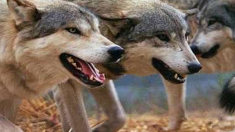 Kürdəmirdə canavarlar daha bir kəndə hücum etdi, 13 qoyun tələf oldu (FOTO)