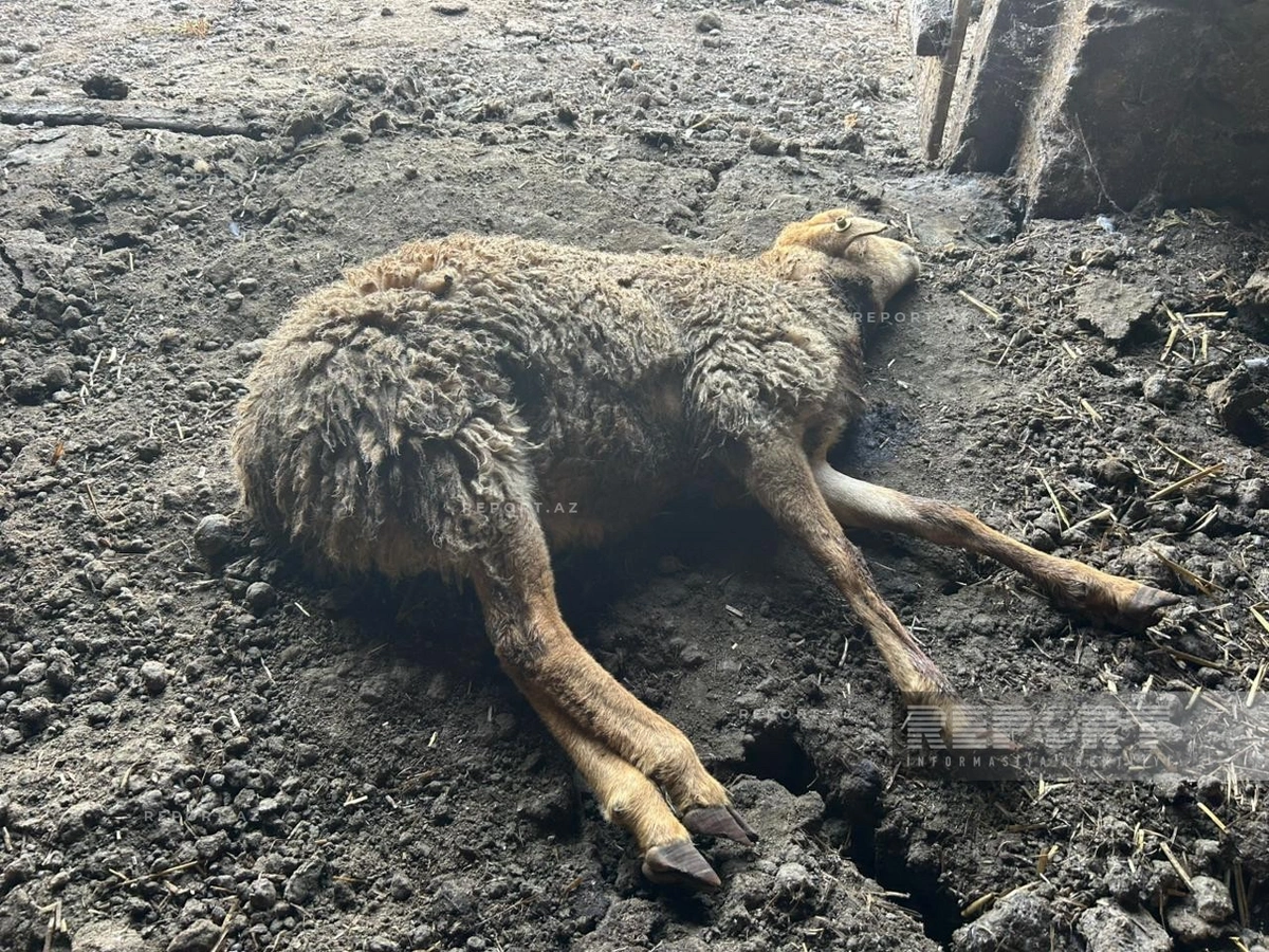 Kürdəmirdə canavarlar daha bir kəndə hücum etdi, 13 qoyun tələf oldu (FOTO)