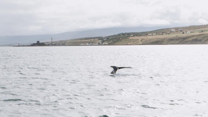 Qrenlandiya balinaları 200 il yaşaya bilir: Onlar bunu necə bacarır?
