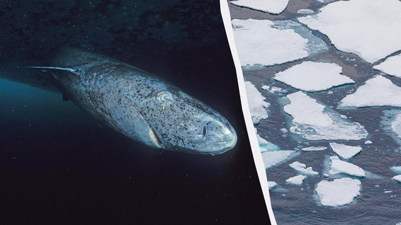 Yer kürəsinin ən yaşlı heyvanı: Roma imperatorlarını 