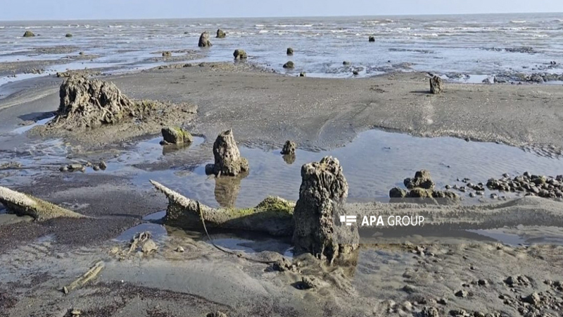 Xəzər geri çəkildi, Lənkəranda qədim meşə qalıqları üzə çıxdı (FOTO)