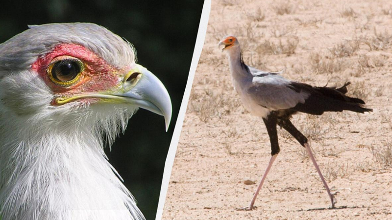 Görünüşü durna, gücü qartal: Unikal quş ovunu bir ayaq zərbəsi ilə məhv edir