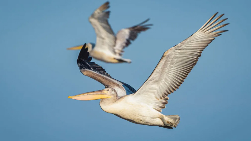 Göy nəhəngləri: Dövrümüzün 5 ən böyük quşu (FOTO)