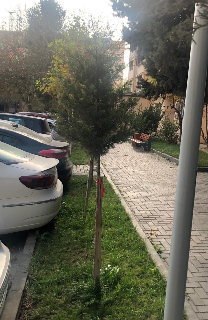 Baş redaktor çinar və şam ağaclarından ibarət olmaqla 30 ağac əkib