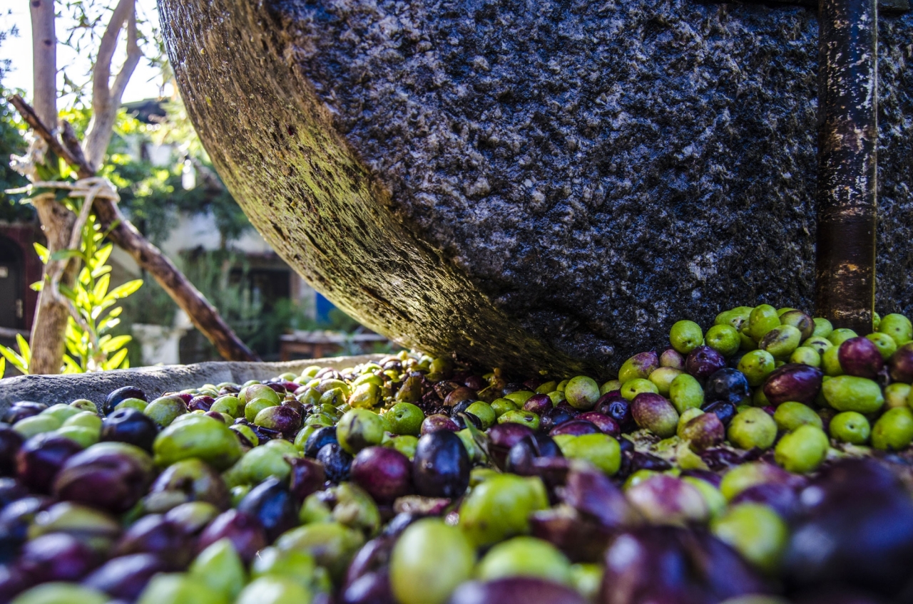 Türkiyənin məşhur zeytun yığımına qoşulun - bu mövsümi təcrübəni qaçırmayın!