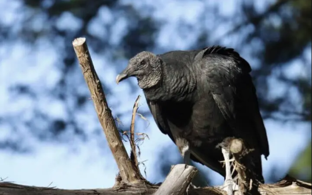 Xaçmazda şəhərin mərkəzində kərkəs tutuldu (VİDEO)