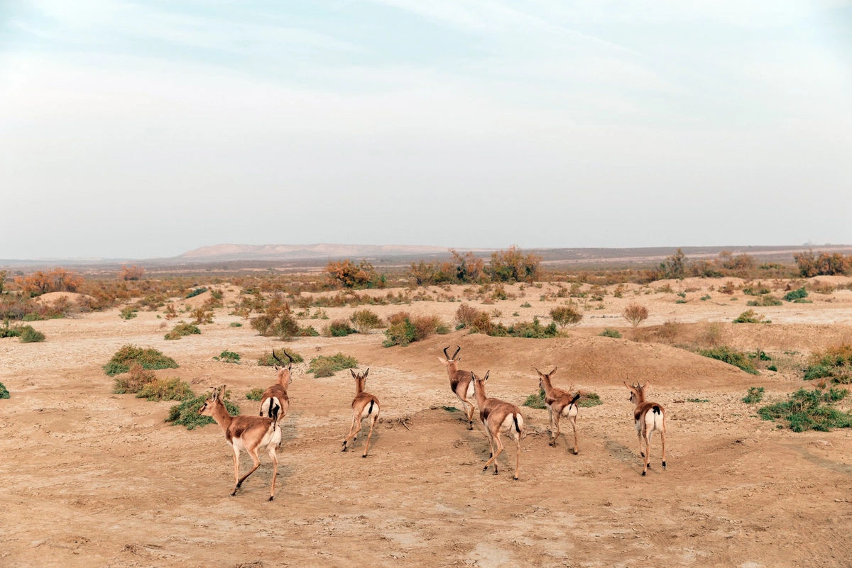 Leyla Əliyeva Mingəçevirdə ekoloji aksiyalarda iştirak etdi (FOTO)