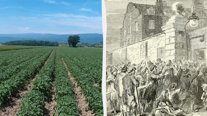 Təbiətin amansız dərsi: Bir tərəvəz Avropada bir ölkəni necə məhv etdi?