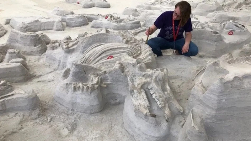 Nəhəng itlərin sirri: Ekosistem çökməsindən sonra necə sağ qaldılar?