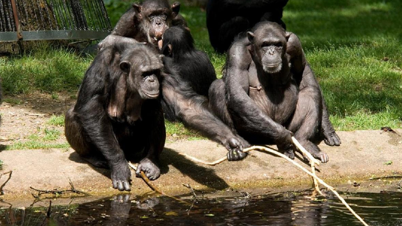 Şimpanzelər insanlar kimi düşünə bilir: Alimlər gözlənilməz nəticə əldə etdi