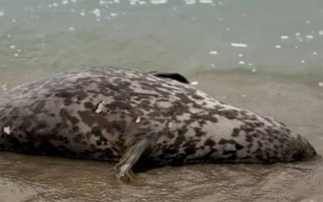 Xəzər sahilində ölü suitilər aşkar edildi