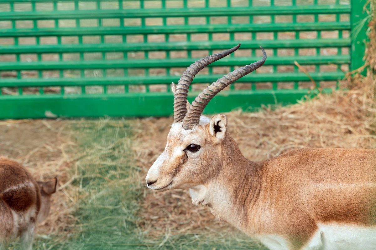 Leyla Əliyeva Mingəçevirdə ekoloji aksiyalarda iştirak etdi (FOTO)