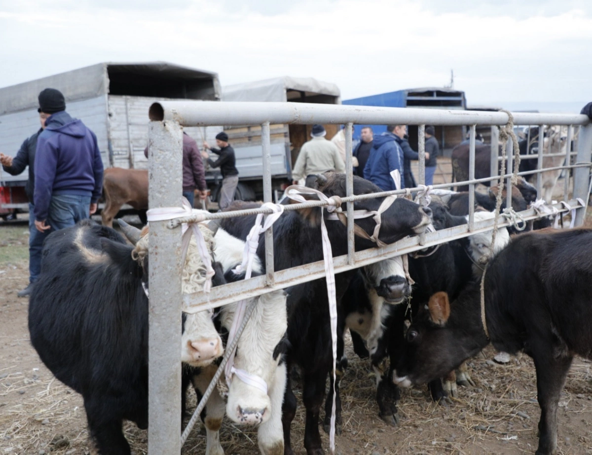 Bu heyvan bazarları fəaliyyət göstərməyəcək - Xəbərdarlıq