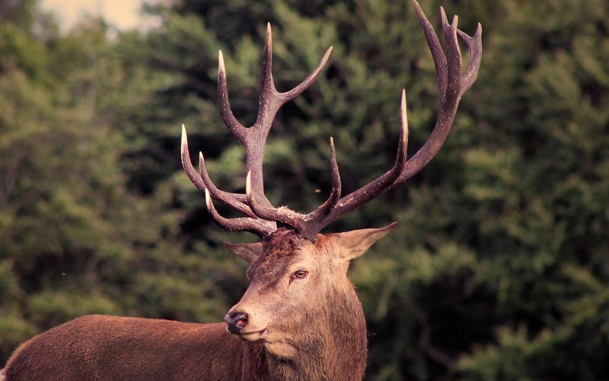 Rusiyadan Bakıya maral buynuzu gətirmək istəyən şəxs ələ keçdi