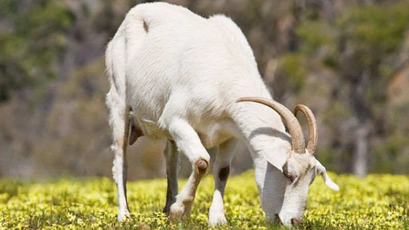 Niyə bazar və ət dükanlarında keçi əti satılmır? - Ekspert