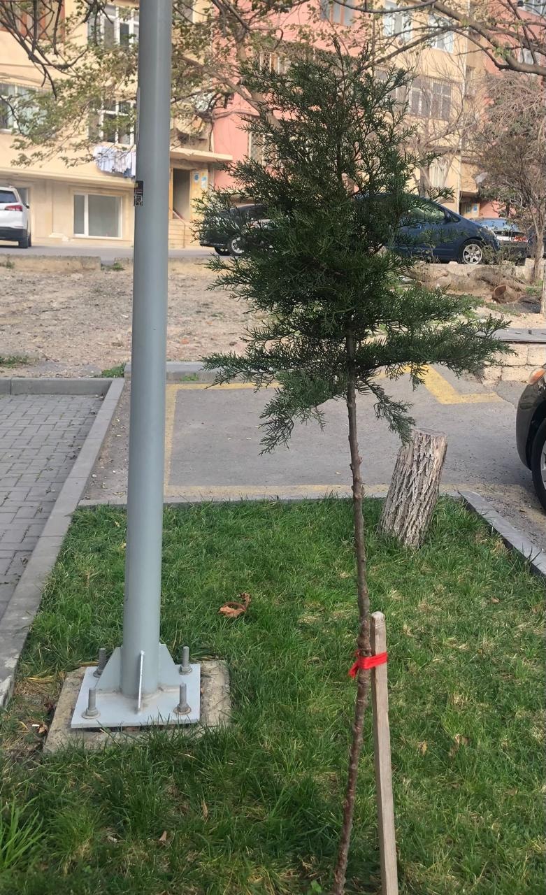 Baş redaktor çinar və şam ağaclarından ibarət olmaqla 30 ağac əkib