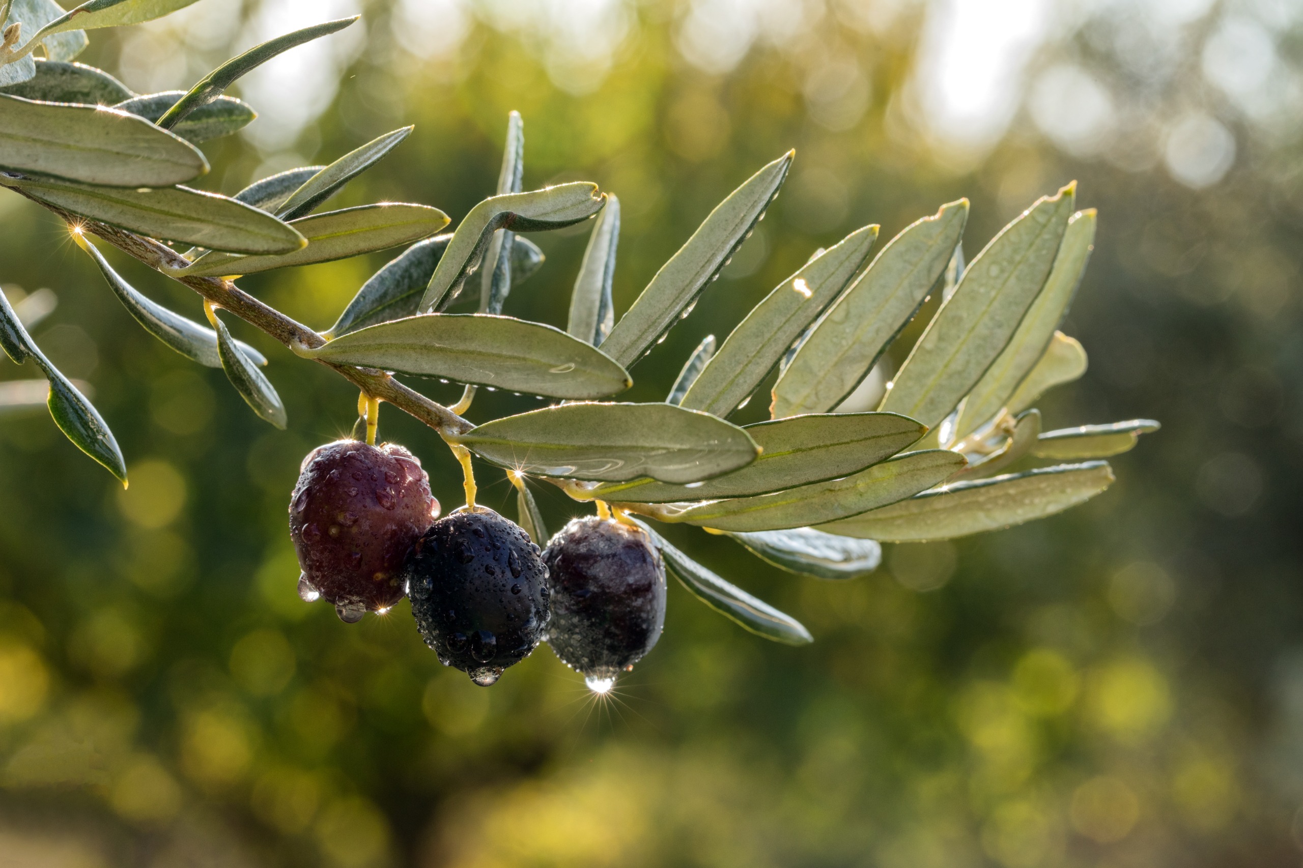Türkiyənin məşhur zeytun yığımına qoşulun - bu mövsümi təcrübəni qaçırmayın!