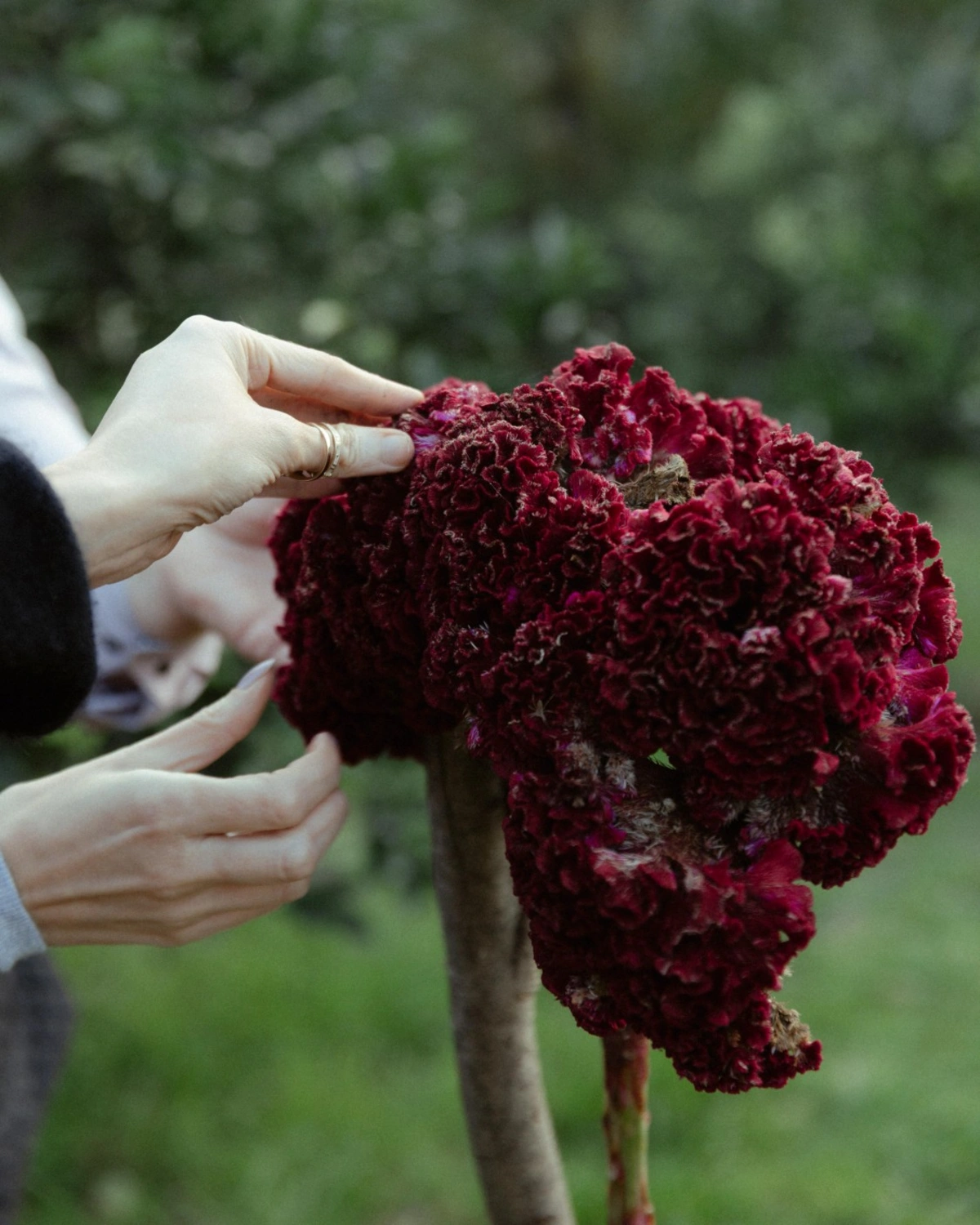 Leyla Əliyeva, Arzu Əliyeva və Alena Əliyeva Lənkəranda fermer təsərrüfatı ilə tanış oldu (FOTO)