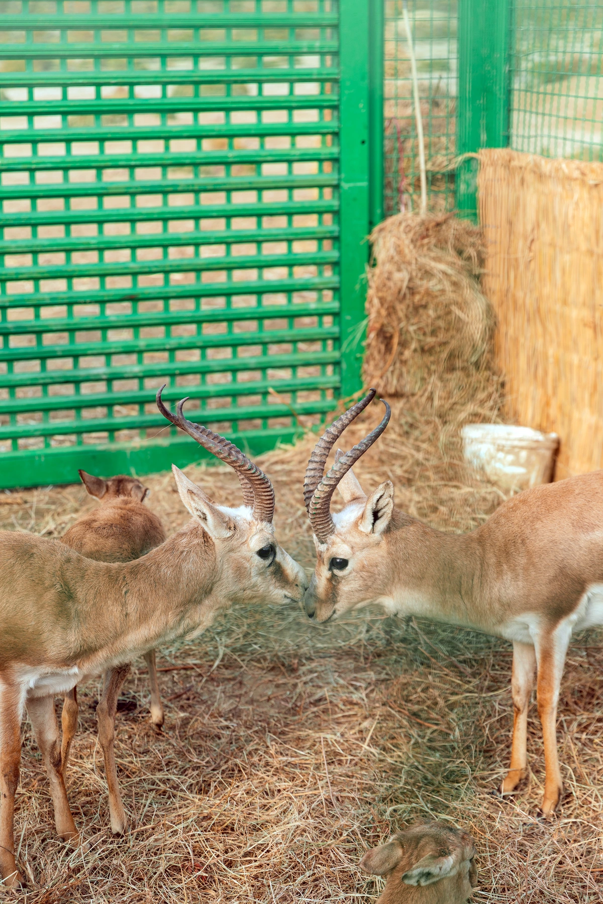 Leyla Əliyeva Mingəçevirdə ekoloji aksiyalarda iştirak etdi (FOTO)