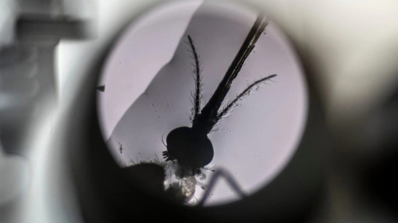 Həkimlər həyəcan təbili çalır: Malyariyaya qarşı mübarizə dalana dirənib