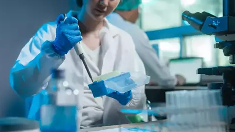 Avropa ölkəsi həyəcan təbili çalır: Afrika donuz taunu 30 il sonra qayıtdı