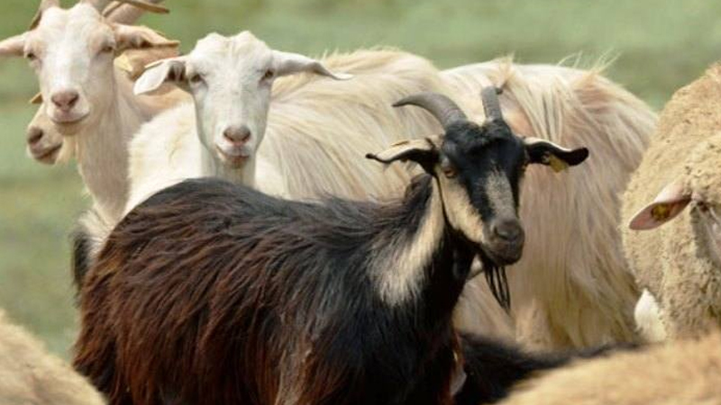 30 ilin qəssabı 15 baş heyvan oğurladı - Cəzalandırıldı