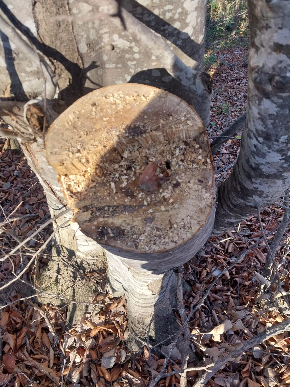 İsmayıllı meşələrində ağac kəsintisi ilə bağlı yeni görüntülər - Araşdırmalar davam edir