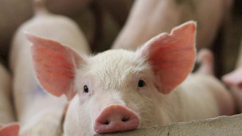 Azərbaycanda donuzlar azalıb - Ən çox hansı rayonlarda saxlanılır...