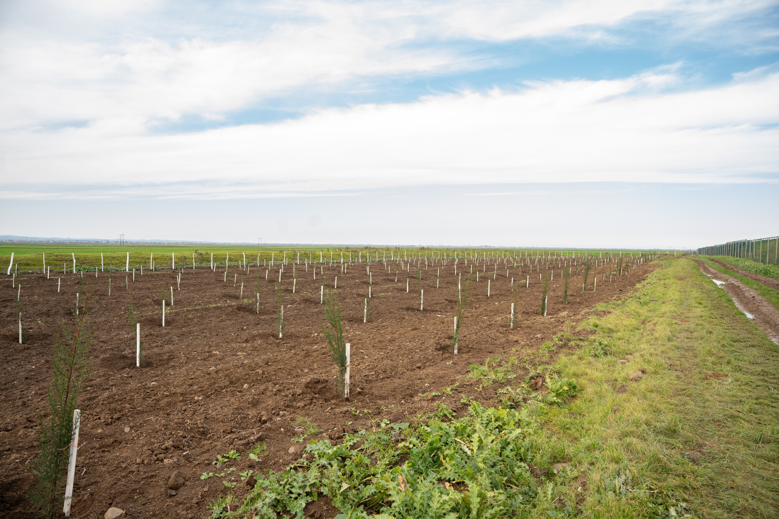 IDEA Sabirabad və Cəlilabad rayonlarında kütləvi ağacəkmə aksiyaları təşkil etdi (FOTO)