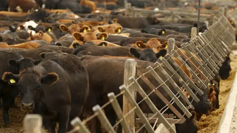 KİV: Cinayətkarlar Avropaya narkotik çatdırmaq üçün 