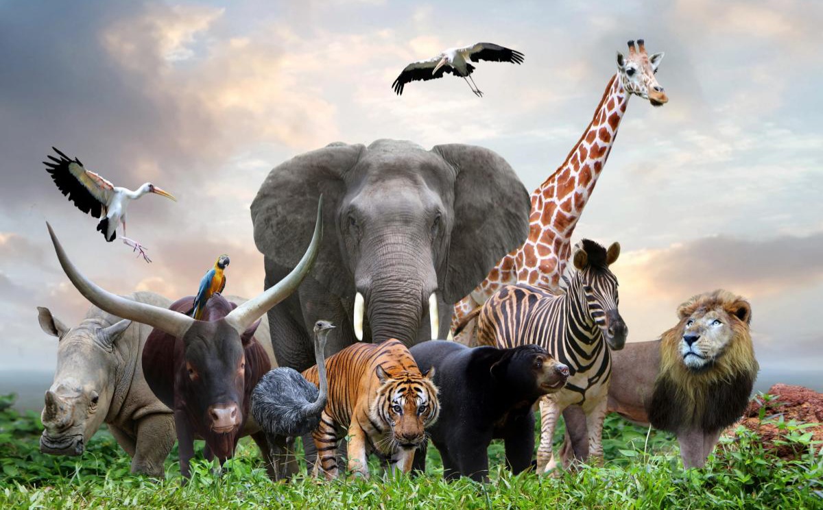 Dünyada neçə heyvan növü mövcuddur? (RƏQƏMLƏR)