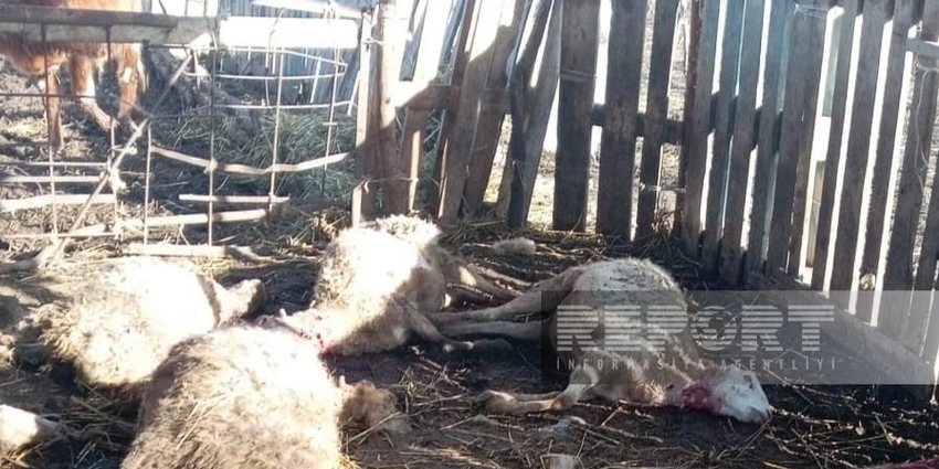 Kürdəmirdə canavarlar kəndə hücumu etdi (FOTO)