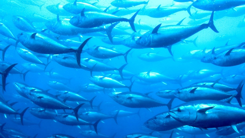 Balıqların kralı hansı növdür? - Maraqlı fakt