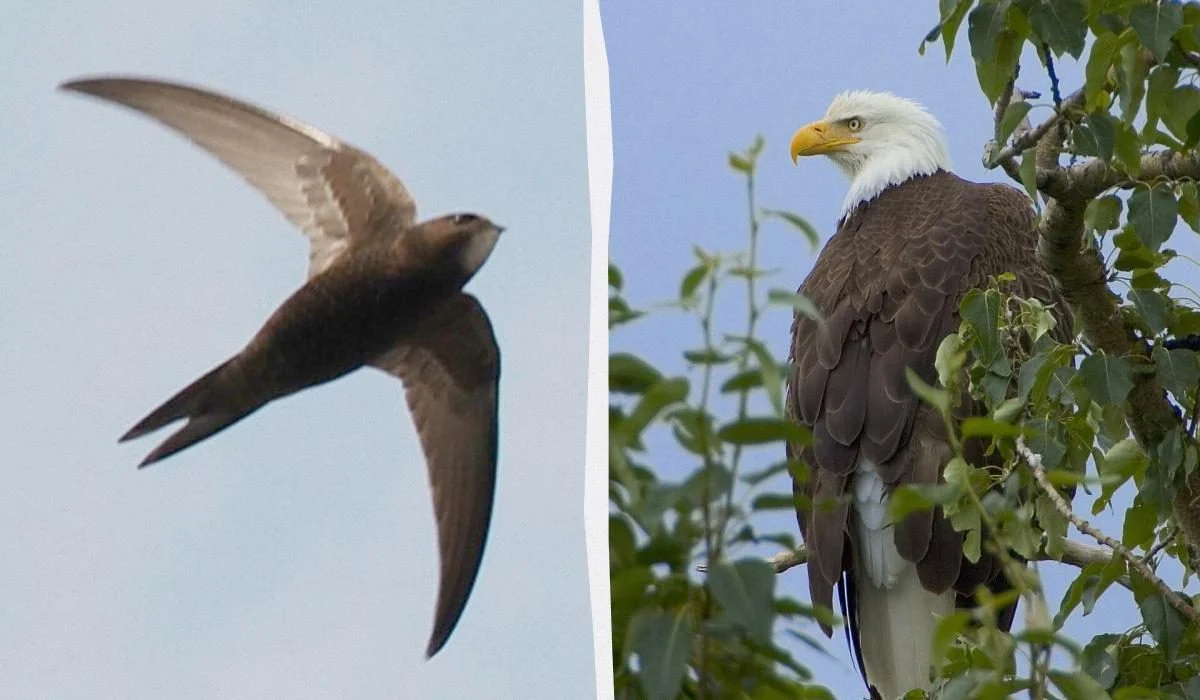 Tarixin ən uzun uçuşu: quşlar eniş etmədən nə qədər uça bilər?