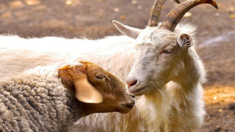 Oğurladığı keçi və qoçu bişirib yedi: Məhkəmə zalında həbs olundu
