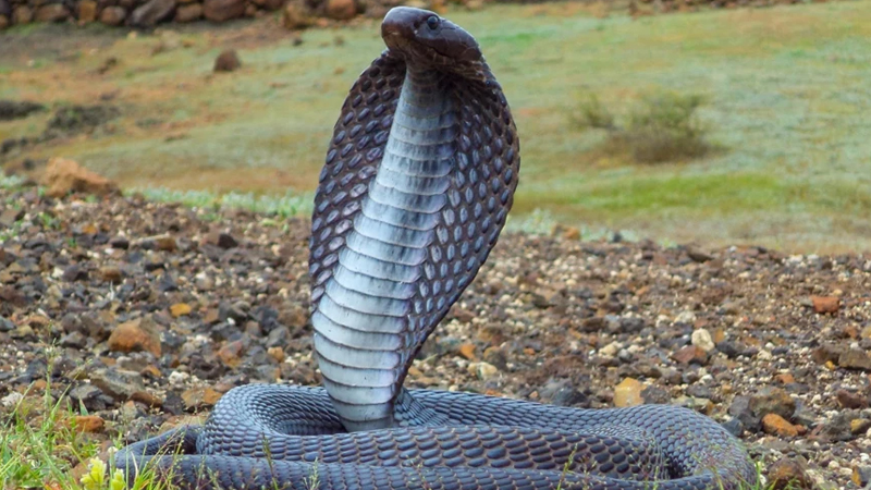 35 illik müəmmalı intiqam hekayəsi: Kobralar böyük bir şəhəri niyə işğal etmişdi?
