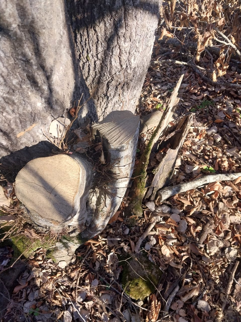İsmayıllı meşələrində ağac kəsintisi ilə bağlı yeni görüntülər - Araşdırmalar davam edir