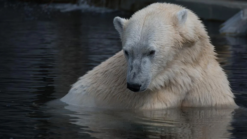 Bir kilometrdən qoxunu hiss edir və bir dəfəyə 45 kq yağ yeyir - Ən böyük quru yırtıcısı