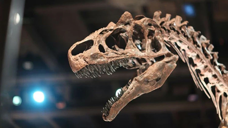 İtaliyada tarixi kəşf: 210 milyon il əvvələ aiddir