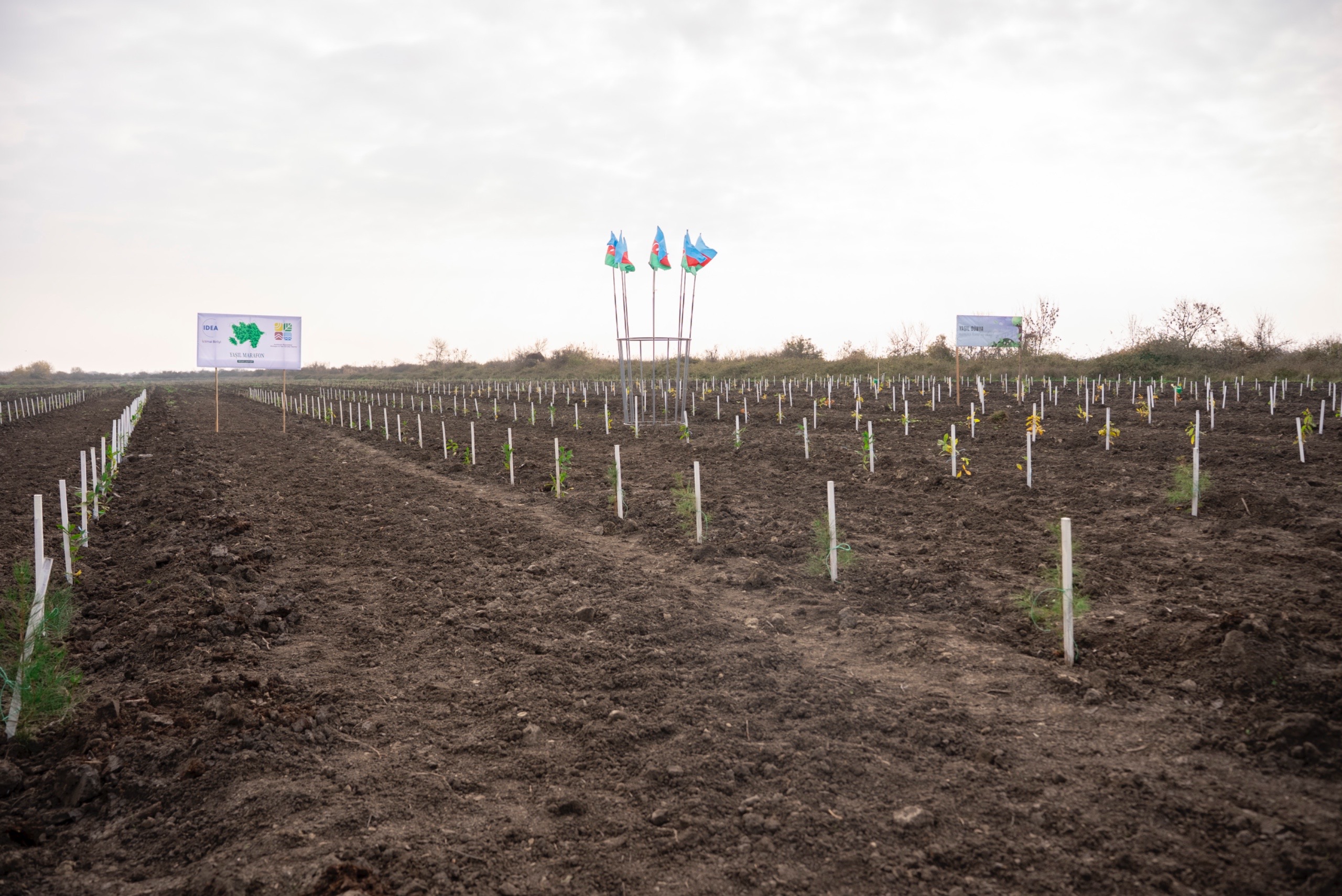 IDEA Xaçmaz və Şabranda növbəti ağacəkmə aksiyaları təşkil etdi